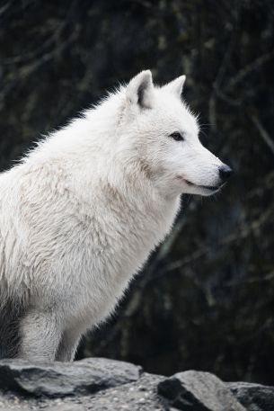 white wolf, predator, wild nature Wallpaper 640x960