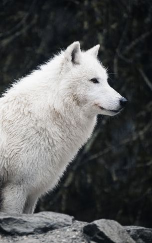 white wolf, predator, wild nature Wallpaper 1752x2800