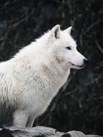 Обои 2048x2732 белый волк, хищник, дикая природа