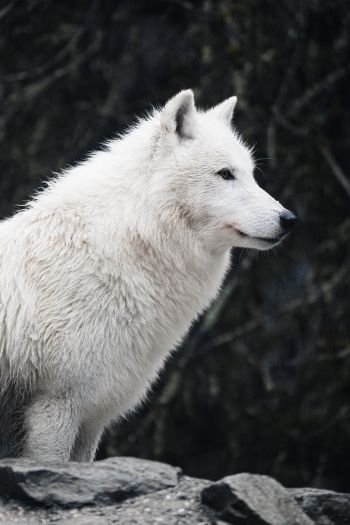 Обои 640x960 белый волк, хищник, дикая природа
