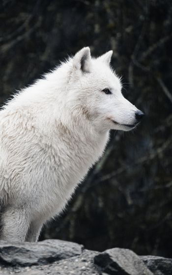 Обои 1200x1920 белый волк, хищник, дикая природа