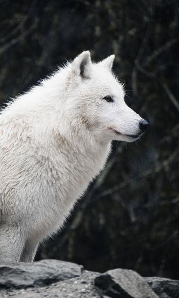 Обои 1200x2000 белый волк, хищник, дикая природа