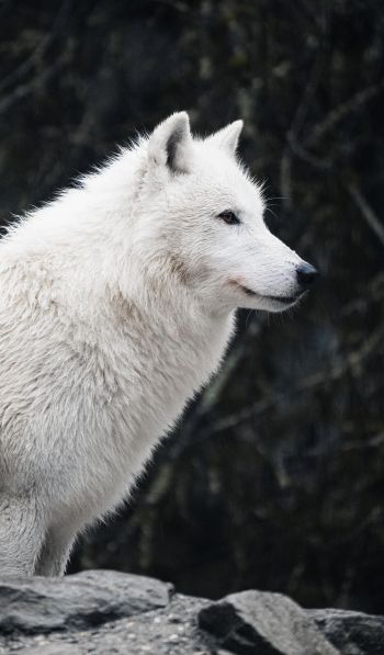 Обои 600x1024 белый волк, хищник, дикая природа