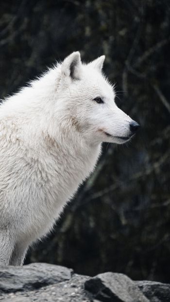 Обои 640x1136 белый волк, хищник, дикая природа