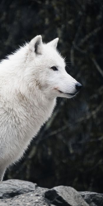 Обои 720x1440 белый волк, хищник, дикая природа