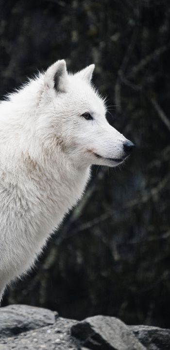 Обои 1440x2960 белый волк, хищник, дикая природа