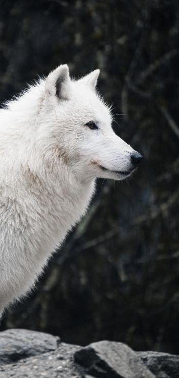 Обои 1080x2280 белый волк, хищник, дикая природа