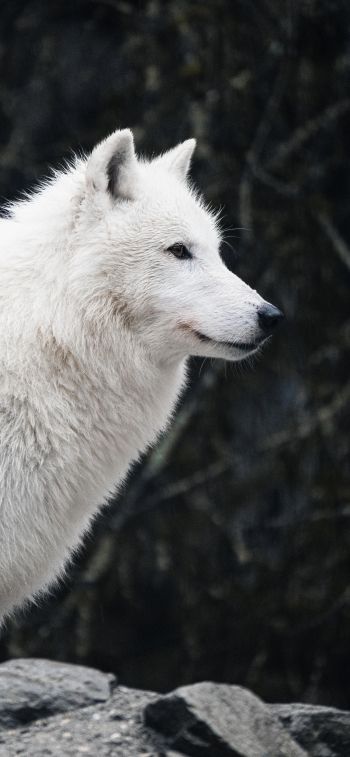 Обои 1284x2778 белый волк, хищник, дикая природа