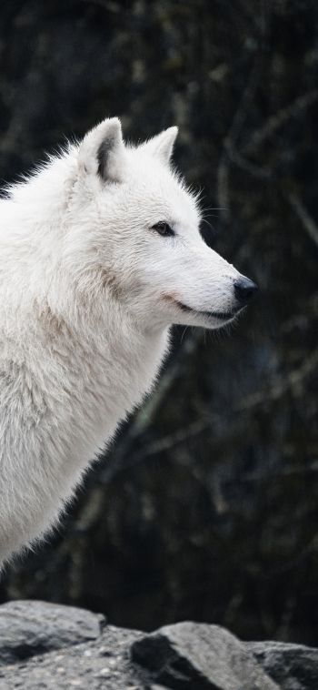 Обои 1080x2340 белый волк, хищник, дикая природа