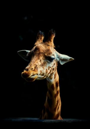 giraffe, on black background, wild nature Wallpaper 1640x2360