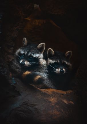 raccoons, mammal, wild nature Wallpaper 1640x2360