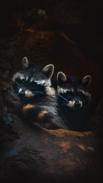raccoons, mammal, wild nature Wallpaper 640x1136
