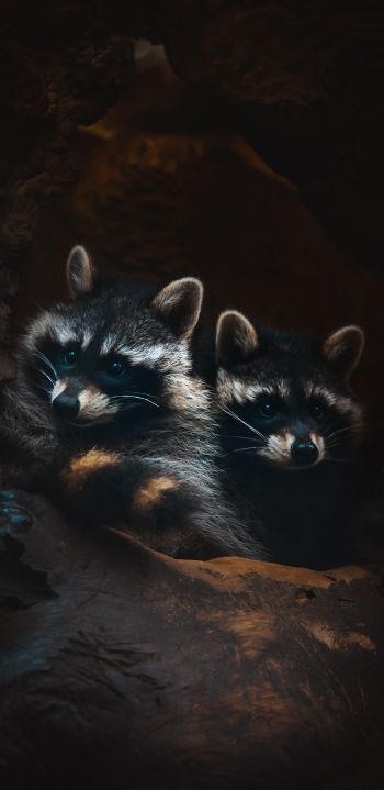 raccoons, mammal, wild nature Wallpaper 1080x2220