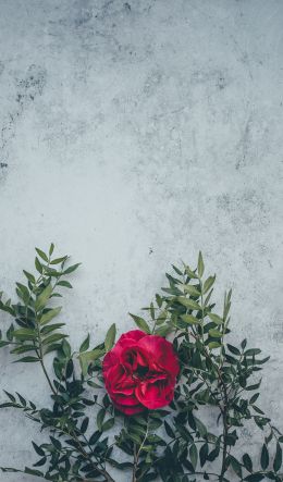 rose, wall, background Wallpaper 600x1024