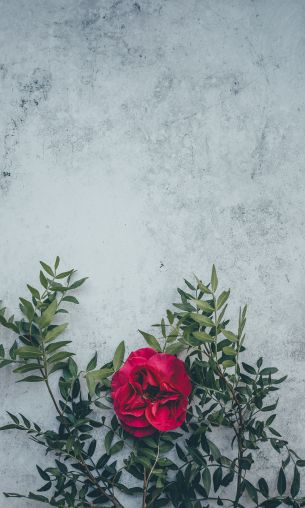 rose, wall, background Wallpaper 1200x2000