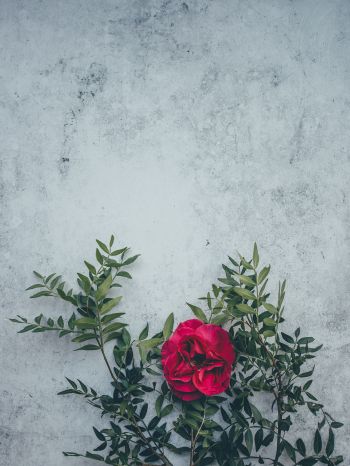 rose, wall, background Wallpaper 1620x2160