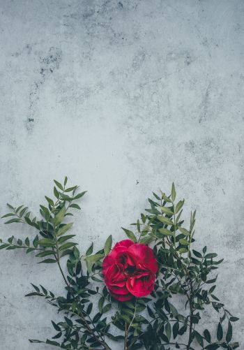 rose, wall, background Wallpaper 1668x2388