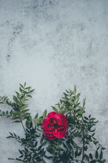 rose, wall, background Wallpaper 640x960