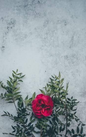 rose, wall, background Wallpaper 1600x2560