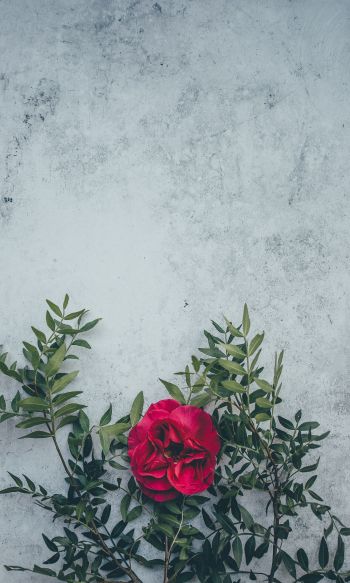 rose, wall, background Wallpaper 1200x2000