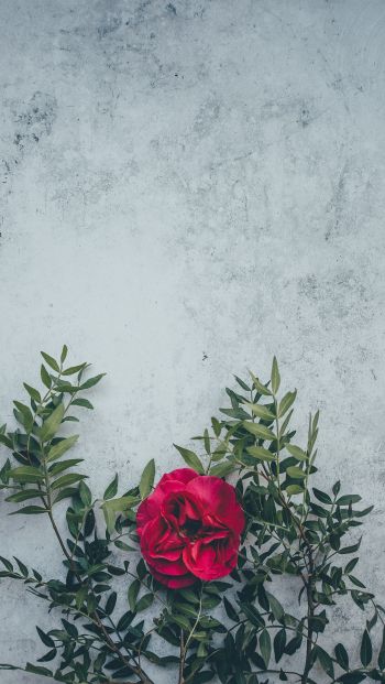 rose, wall, background Wallpaper 640x1136
