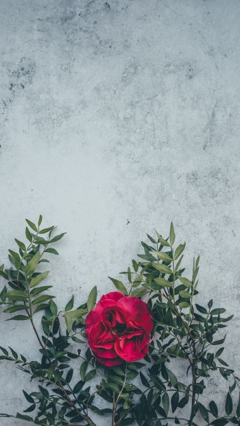 rose, wall, background Wallpaper 750x1334