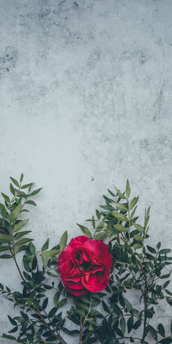 rose, wall, background Wallpaper 720x1440