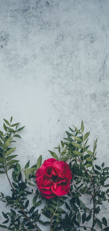rose, wall, background Wallpaper 1440x3040