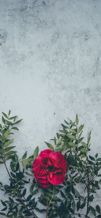 rose, wall, background Wallpaper 1242x2688