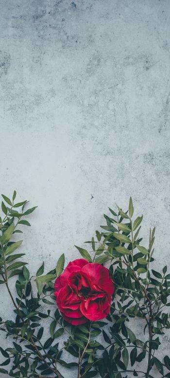 rose, wall, background Wallpaper 1080x2400
