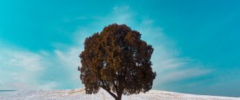 lonely tree, dub, landscape Wallpaper 3440x1440