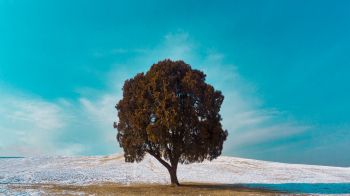 lonely tree, dub, landscape Wallpaper 1366x768