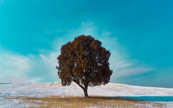 lonely tree, dub, landscape Wallpaper 1920x1200