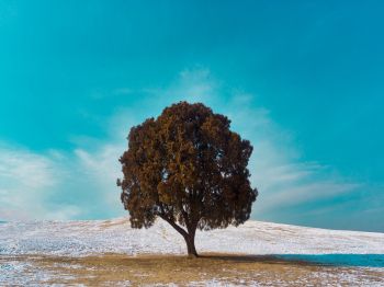 lonely tree, dub, landscape Wallpaper 800x600