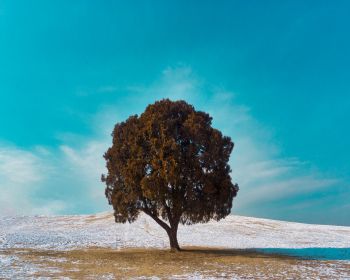 lonely tree, dub, landscape Wallpaper 1280x1024