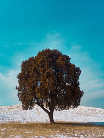 lonely tree, dub, landscape Wallpaper 1536x2048