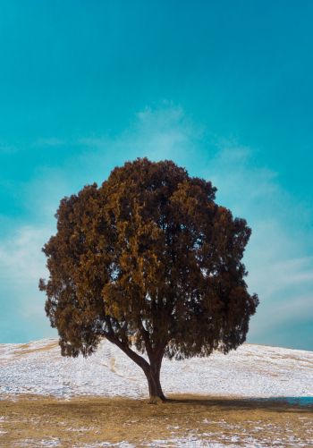 lonely tree, dub, landscape Wallpaper 1668x2388