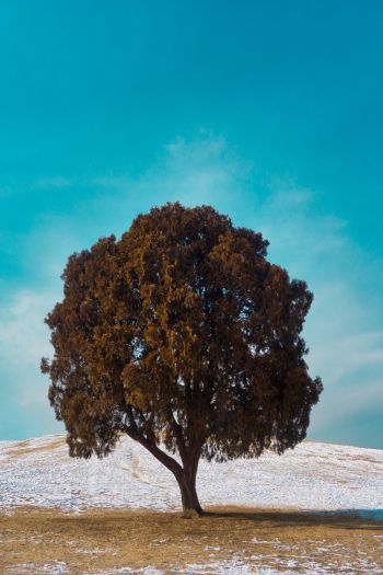 lonely tree, dub, landscape Wallpaper 640x960