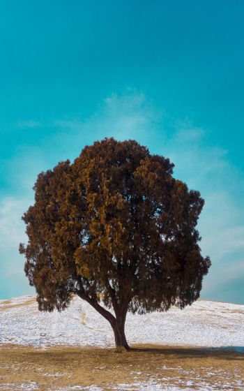 Обои 800x1280 одинокое дерево, дуб, пейзаж