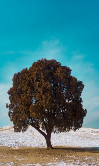 lonely tree, dub, landscape Wallpaper 1200x2000