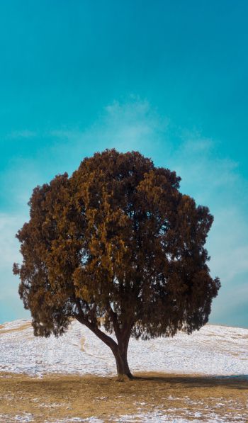 lonely tree, dub, landscape Wallpaper 600x1024