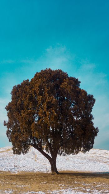Обои 640x1136 одинокое дерево, дуб, пейзаж