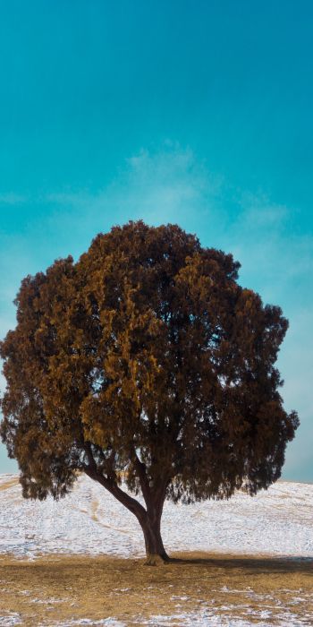 lonely tree, dub, landscape Wallpaper 720x1440
