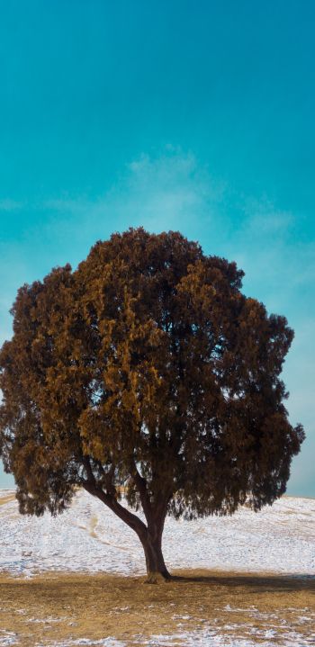 lonely tree, dub, landscape Wallpaper 1440x2960