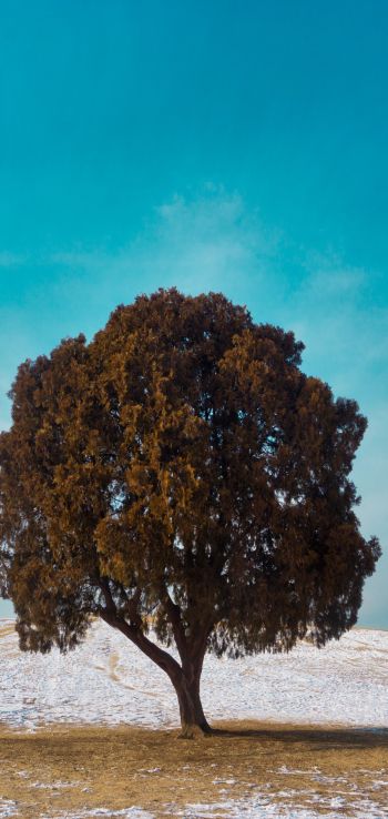 lonely tree, dub, landscape Wallpaper 1080x2280