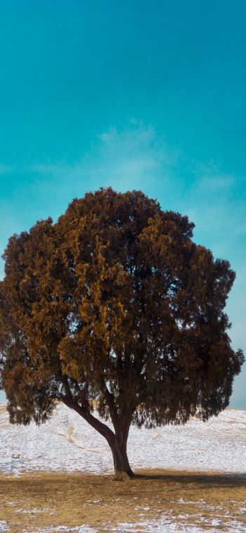 lonely tree, dub, landscape Wallpaper 1170x2532