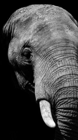 elephant, black and white, tusks Wallpaper 2160x3840