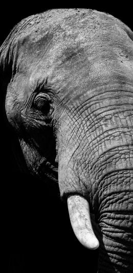 elephant, black and white, tusks Wallpaper 1080x2220