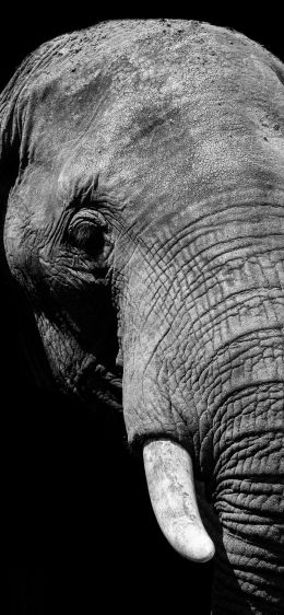 elephant, black and white, tusks Wallpaper 1125x2436