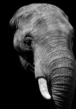 elephant, black and white, tusks Wallpaper 1640x2360